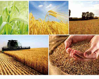 石磨面粉和普通面粉有什么區(qū)別??？